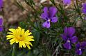Fiori e Natura - 037